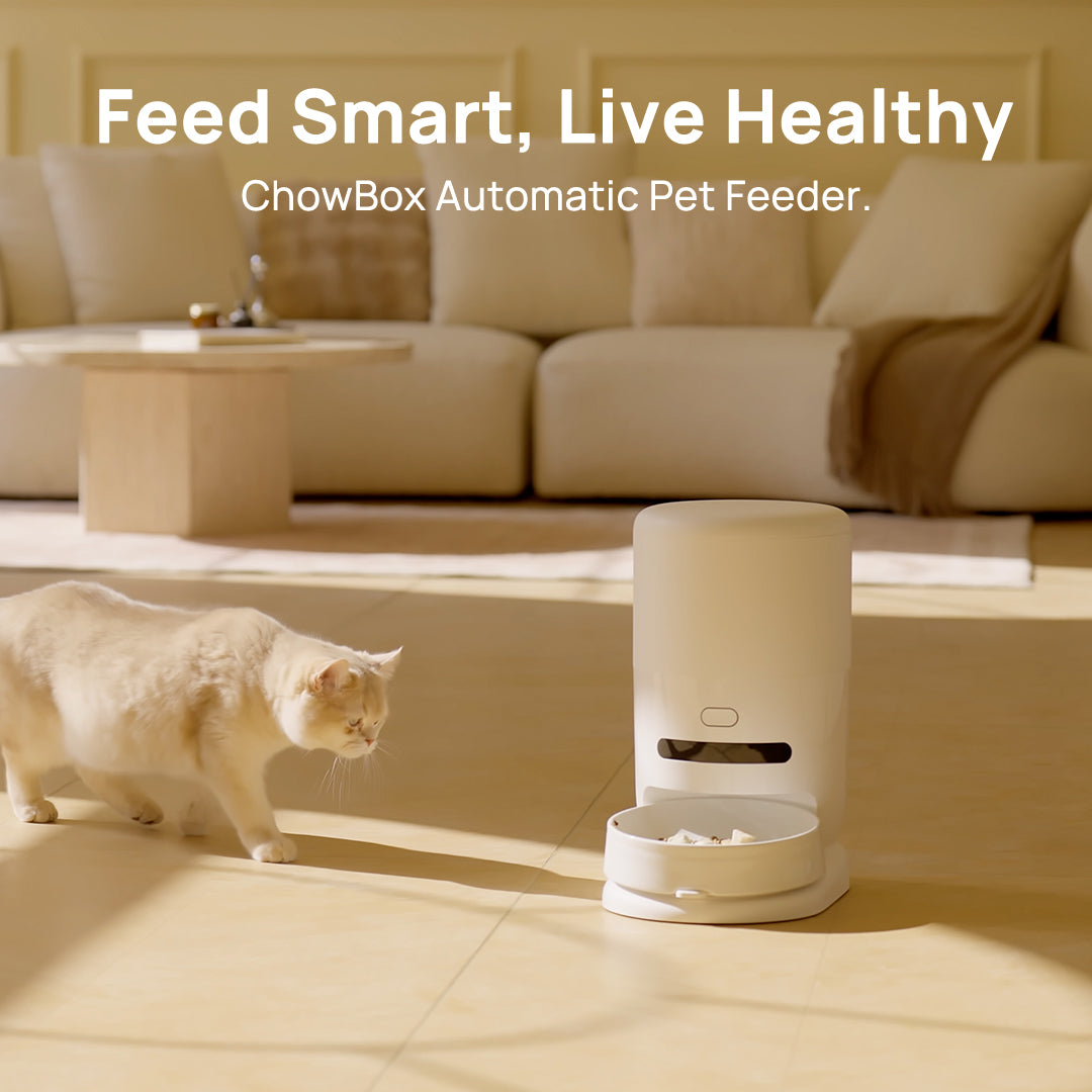 Automatic pet feeder with open bowl feeding cats, white cordless unit